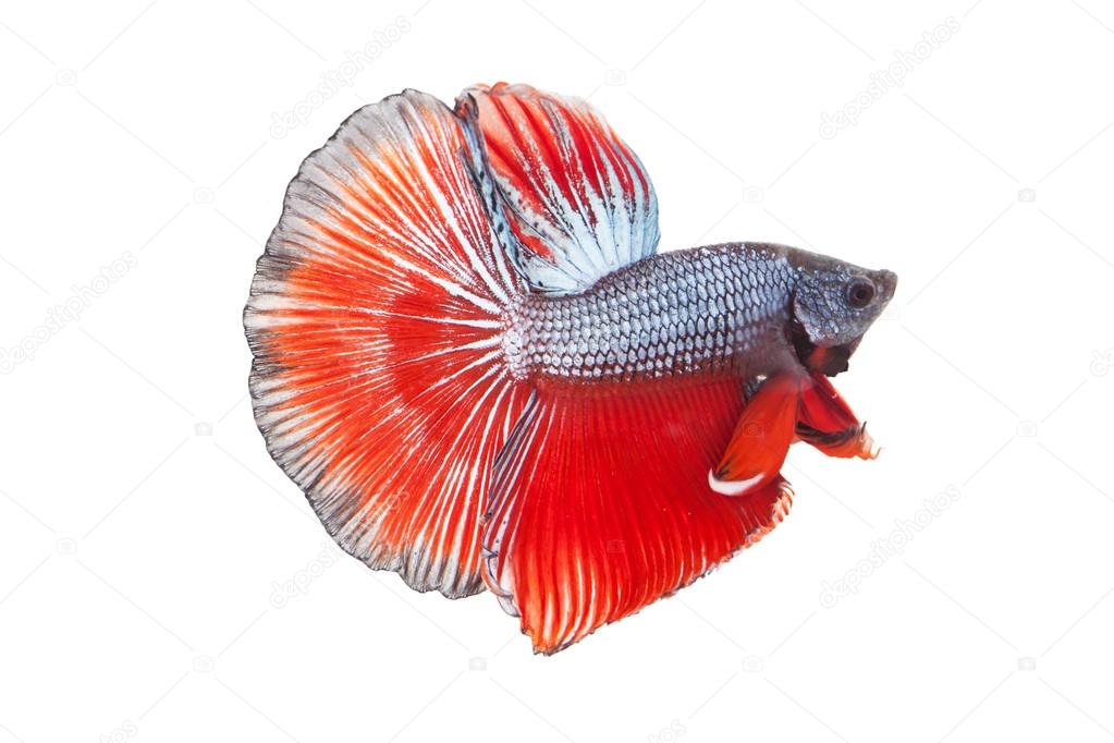 siamese fighting fish , betta