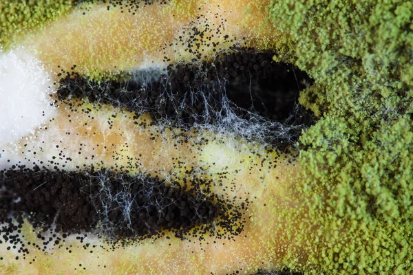 Textur von Schimmel auf Kuchen — Stockfoto