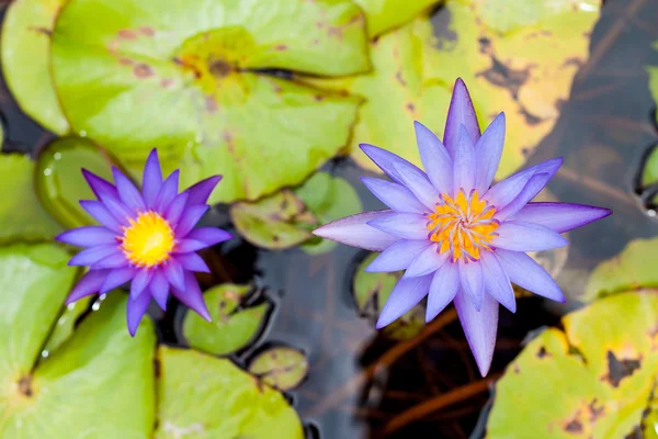 Lotus flower — Stock Photo, Image