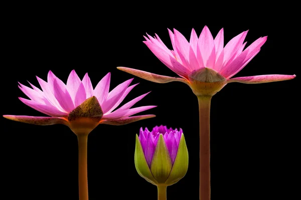 Lootuksen kukka — kuvapankkivalokuva