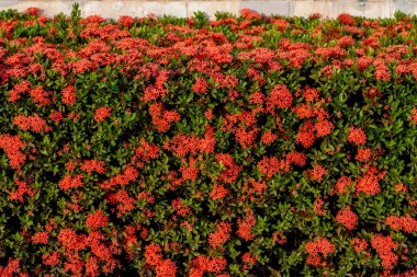 Güzel Çiçekler arka planı