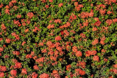 Güzel Çiçekler arka planı