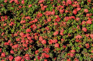 Güzel Çiçekler arka planı