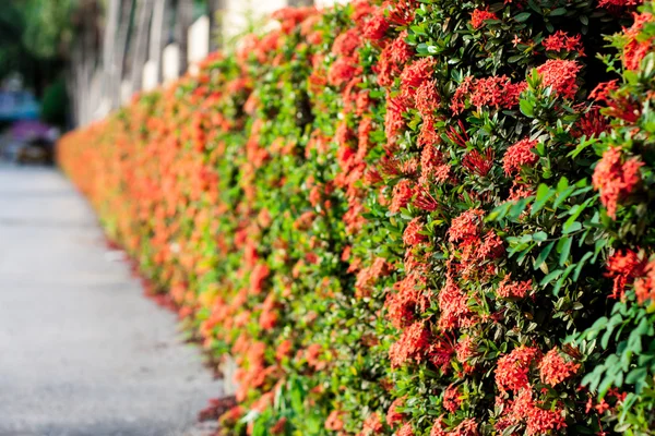 Linea di fiori di Ixora — Foto Stock