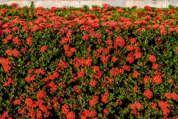 Fondo de flores hermosas — Foto de Stock