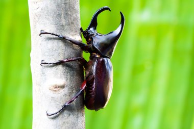  male fighting beetle (rhinoceros beetle) on tree clipart