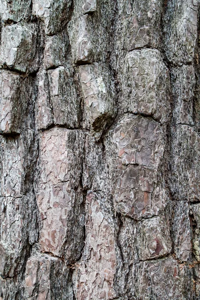 Textura de árbol de madera vieja —  Fotos de Stock