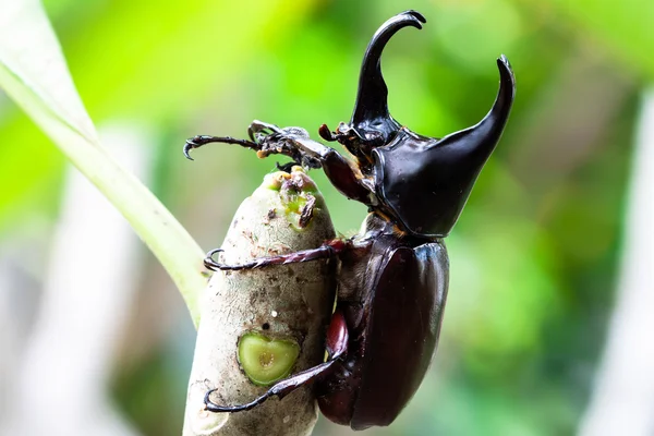 Manliga kämpar skalbagge (rhinoceros beetle) på träd — Stockfoto