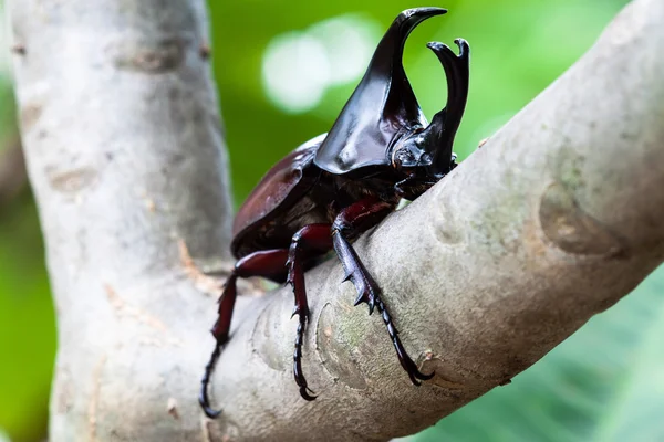 Férfi harci bogár (orrszarvú bogarat)-fa — Stock Fotó