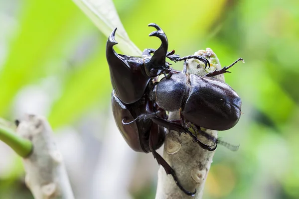 Escarabajo macho (escarabajo rinoceronte) en el árbol — Foto de Stock