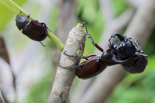 Чоловічий бореться жук (риноцеровий жук) на дереві — стокове фото