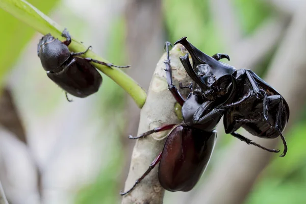 Scarabeo da combattimento maschile (scarabeo rinoceronte) sull'albero — Foto Stock