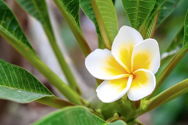 Bílé a žluté Plumeria v jasném slunečním světle. — Stock fotografie