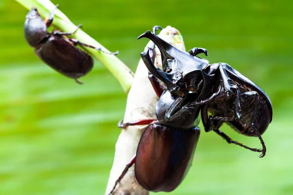 Manliga kämpar skalbagge (rhinoceros beetle) på träd — Stockfoto