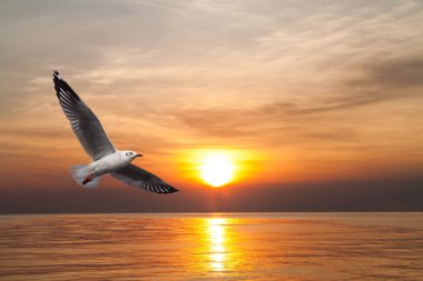 Martılar denizde uçuyor. 