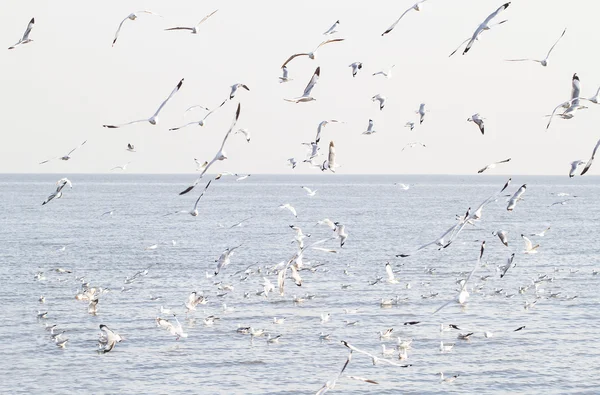 Gaivotas no mar — Fotografia de Stock