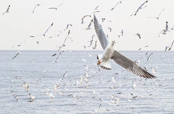 Seagulls in the sea — Stock Photo, Image