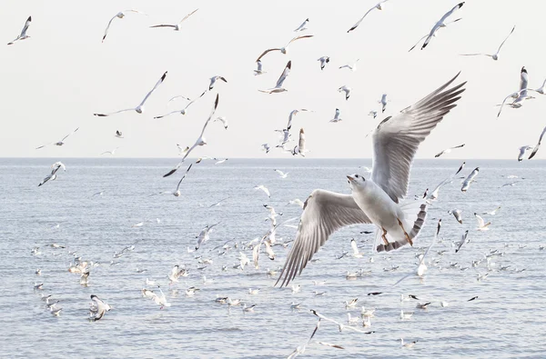 Gaivotas no mar — Fotografia de Stock