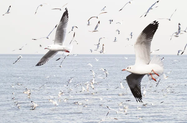 Gaivotas no mar — Fotografia de Stock