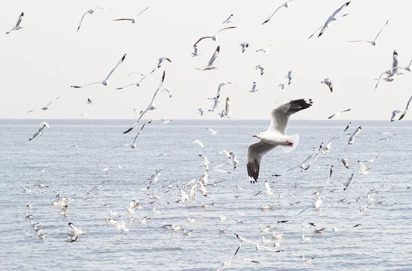 Gaviotas en el mar — Foto de Stock