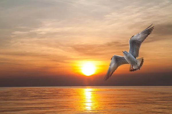 Burung camar terbang di laut — Stok Foto