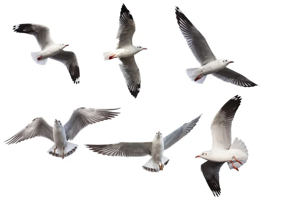 Seagulls on white background — Stock Photo, Image