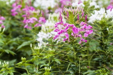 pembe ve Beyaz örümcek çiçek