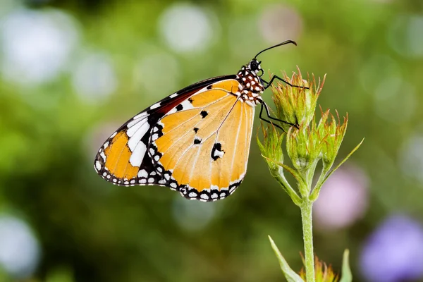 Closeup butterfly on flower — Stock Photo, Image