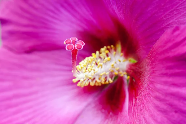 Hibiscus-kukan punainen veistos — kuvapankkivalokuva