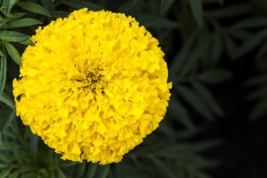 Sarı Marigolds çiçek 