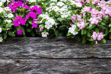 Meşgul Lizzy bitkiler