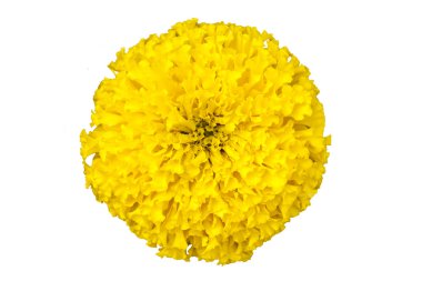 Sarı Marigolds çiçek 
