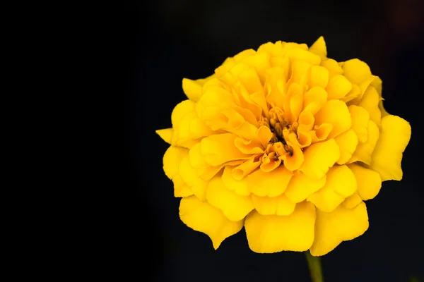 Soucis jaunes Fleur — Photo