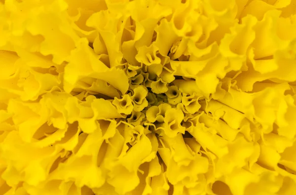 Lähikuva Marigolds — kuvapankkivalokuva