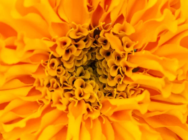 Close-up Marigolds — Stock Photo, Image