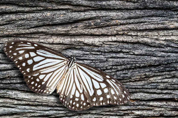 Butterflies and Texture of old wood — Stock Photo, Image