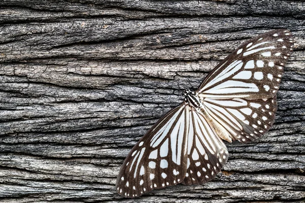 Mariposas y textura de madera vieja — Foto de Stock