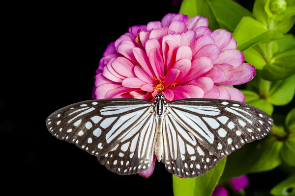 Butterflies and zinnia flower — Stock Photo, Image