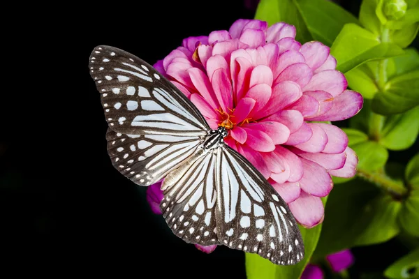 Mariposas y flor de zinnia — Foto de Stock