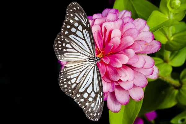 Mariposas y flor de zinnia — Foto de Stock