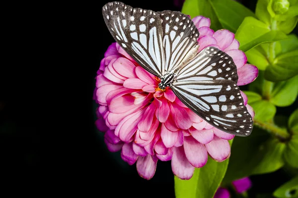 Mariposas y flor de zinnia — Foto de Stock