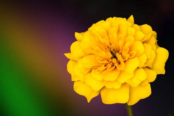 Yellow Marigolds flower — Stock Photo, Image