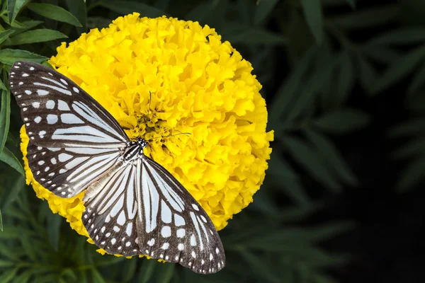 Butterfly and Marigolds flower — Stock Photo, Image