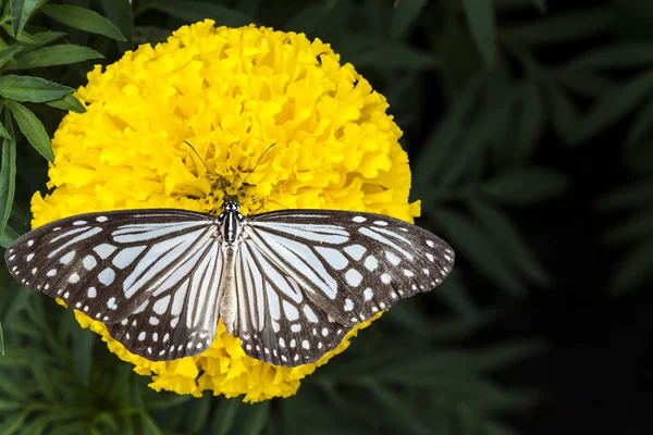 Mariposa y caléndulas flor — Foto de Stock