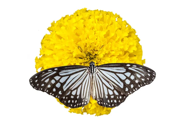 Метелик і нігтики квітка — стокове фото