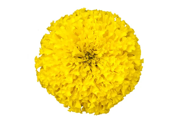 Marigolds κίτρινο λουλούδι — Φωτογραφία Αρχείου