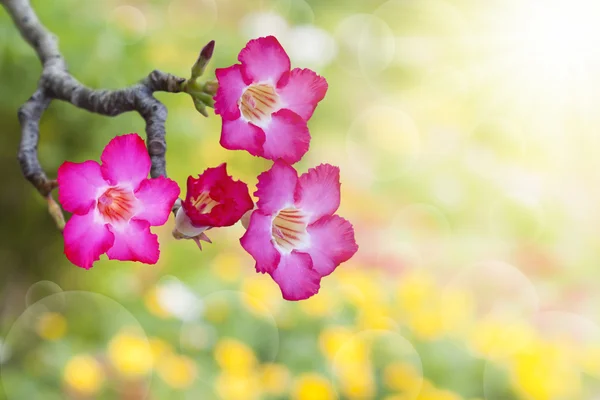 Desierto rosa en hermoso fondo —  Fotos de Stock