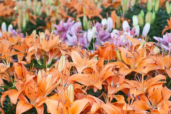 Kwiat piękny pomarańczowy lilii — Zdjęcie stockowe