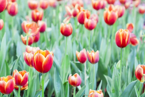 Piękne tulipany — Zdjęcie stockowe