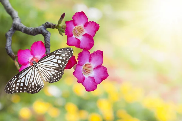 Rosa del desierto y mariposa —  Fotos de Stock